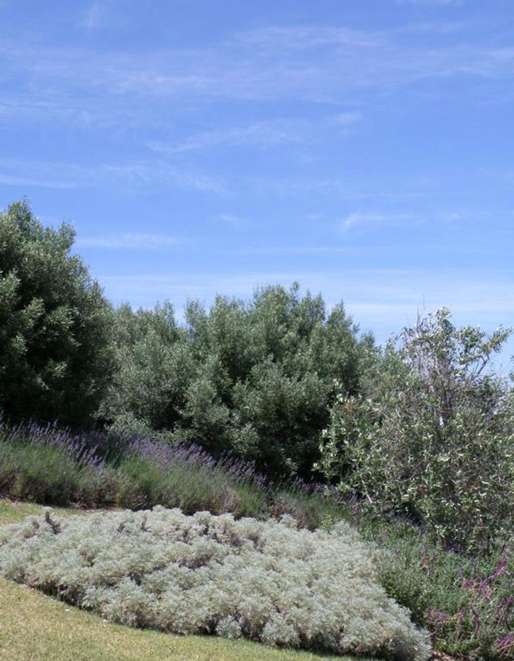 Plantings