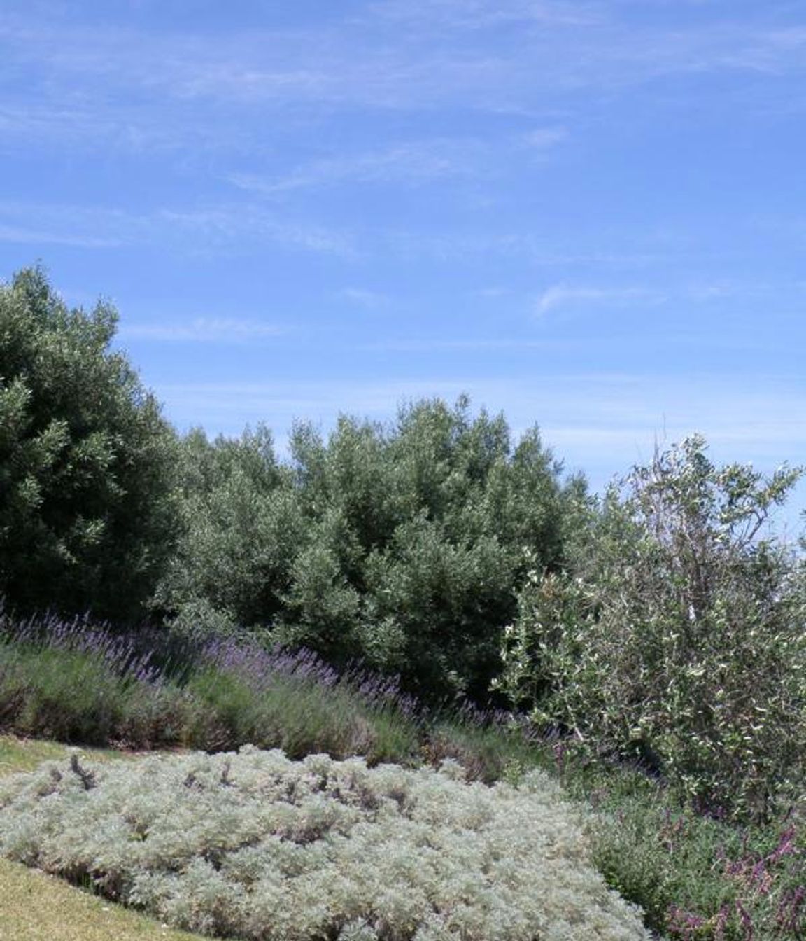 Plantings