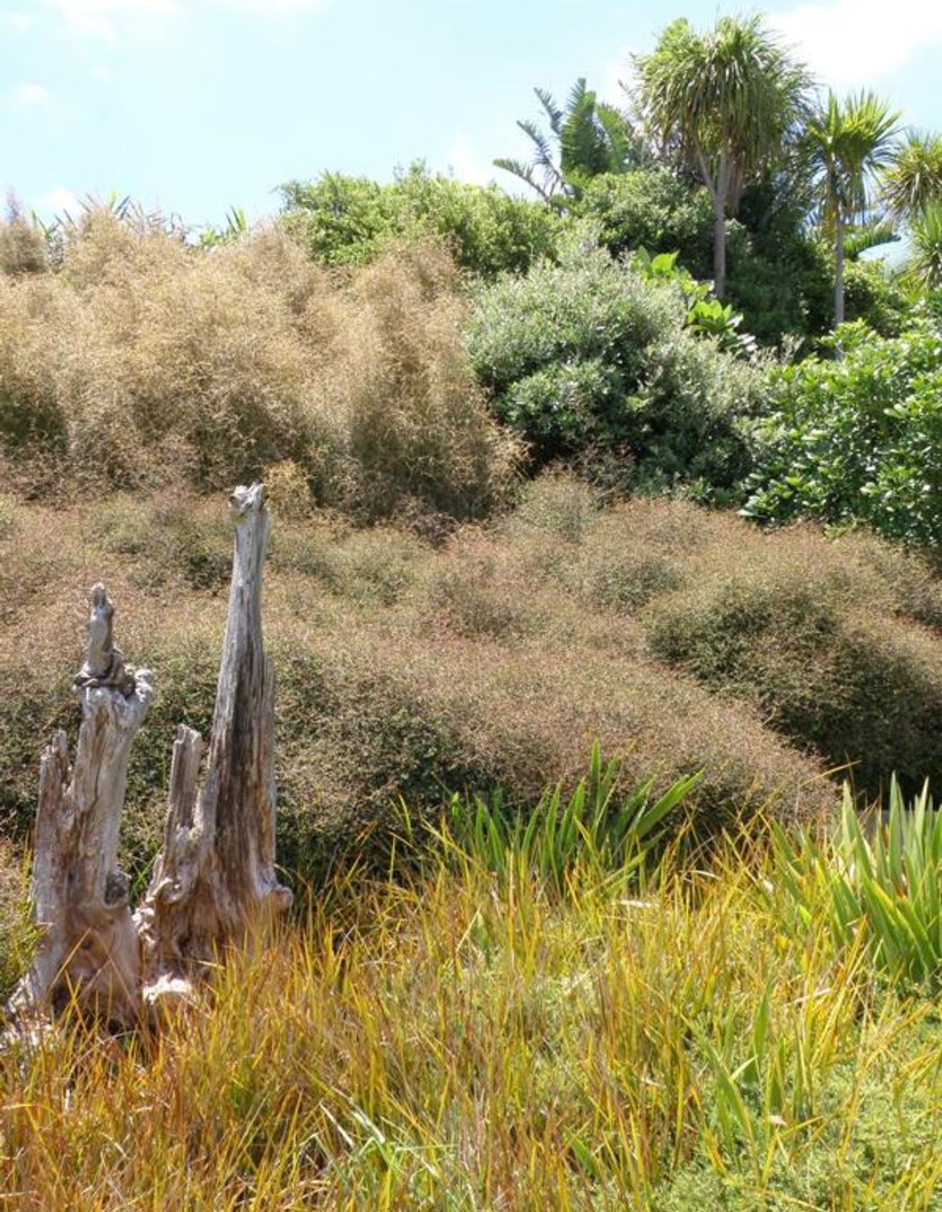 Plantings