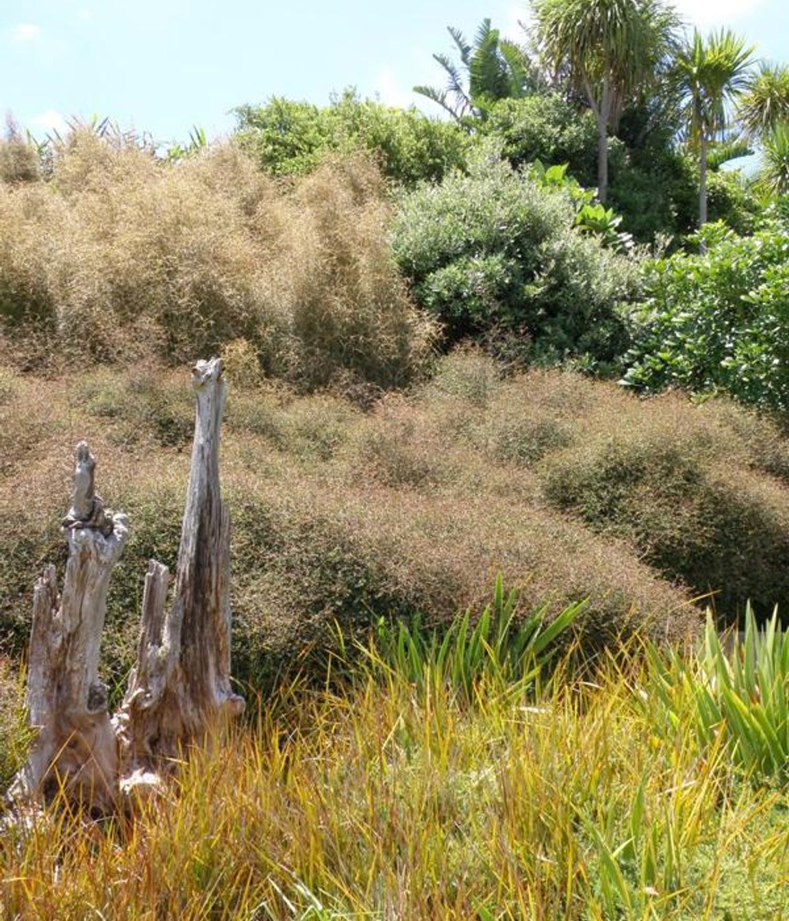 Plantings