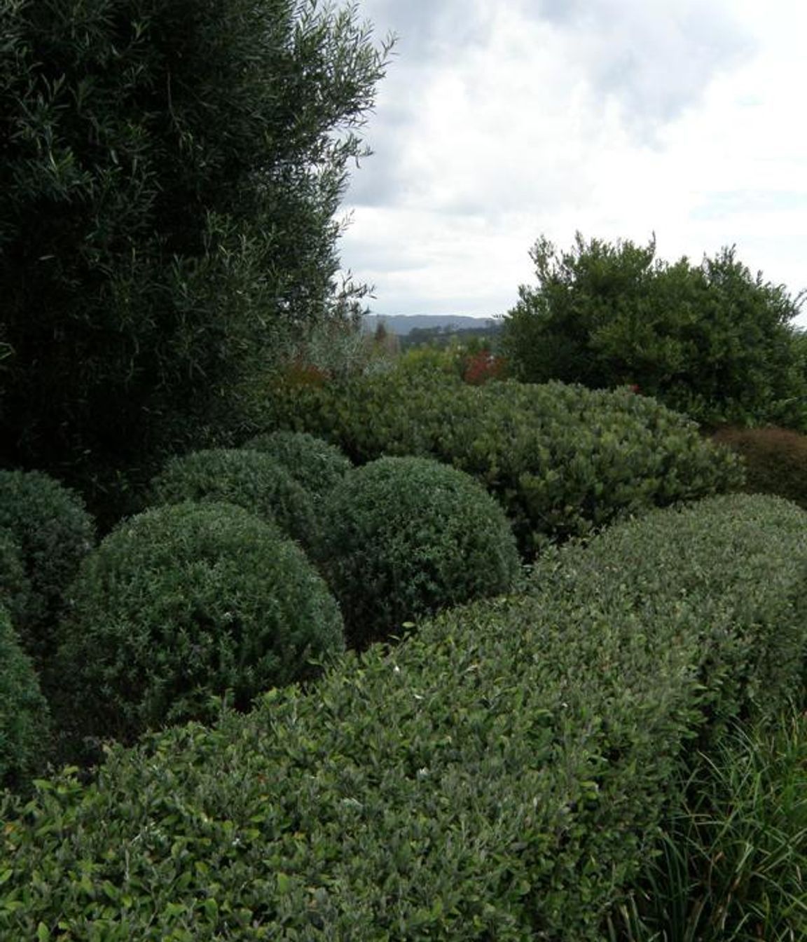 Plantings
