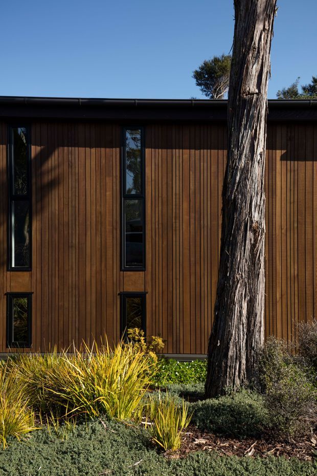 Exterior architectural photograph of a low-profile modern building with a dark brown vertical timber-clad facade, narrow black-framed windows, and a shallow roof edge. A mature tree partially obscures the facade, with native-style ornamental grasses and low shrubs in the landscaped foreground.