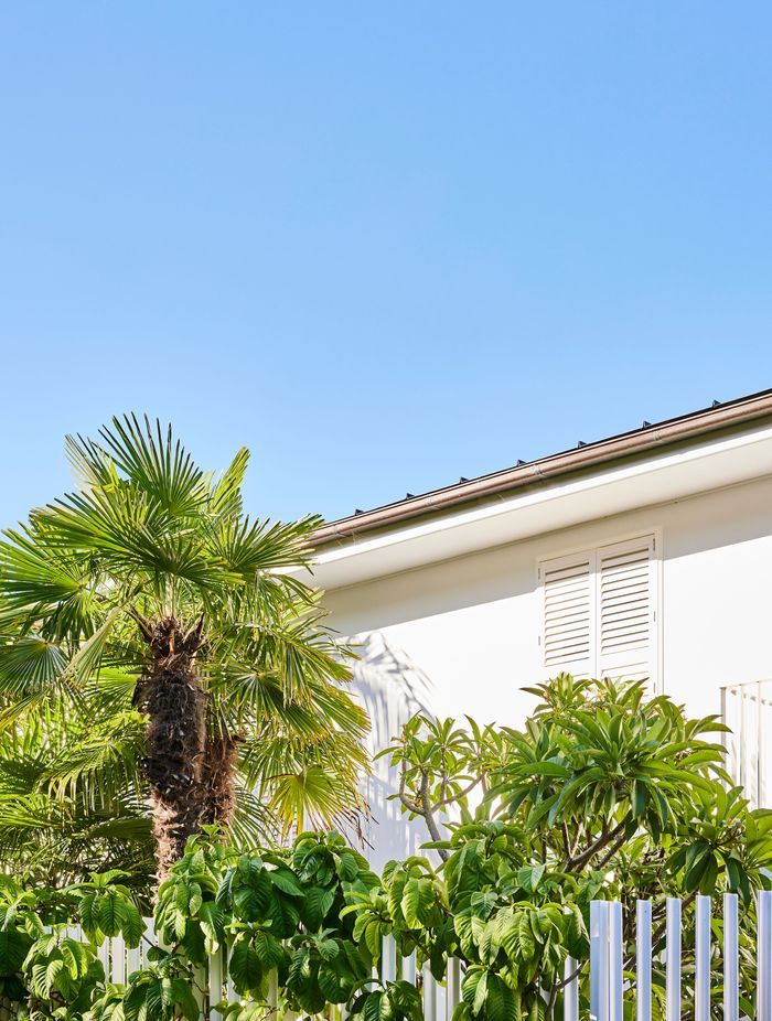 Towering palm trees add a touch of Hollywood charm create an oasis-like atmosphere in this Sydney garden.
