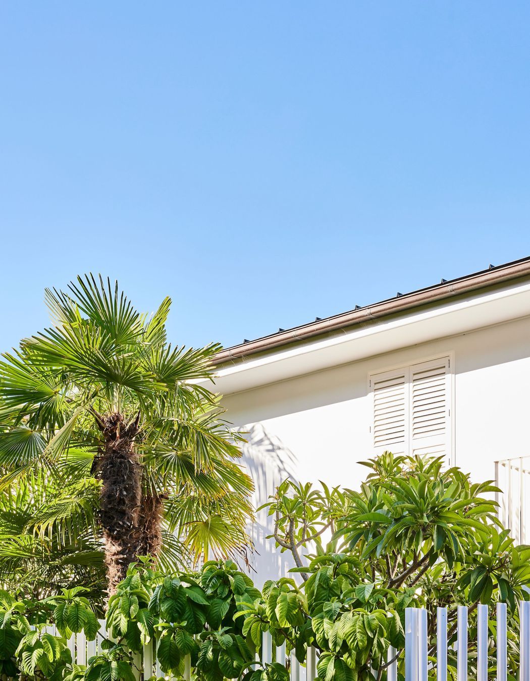Towering palm trees add a touch of Hollywood charm create an oasis-like atmosphere in this Sydney garden.