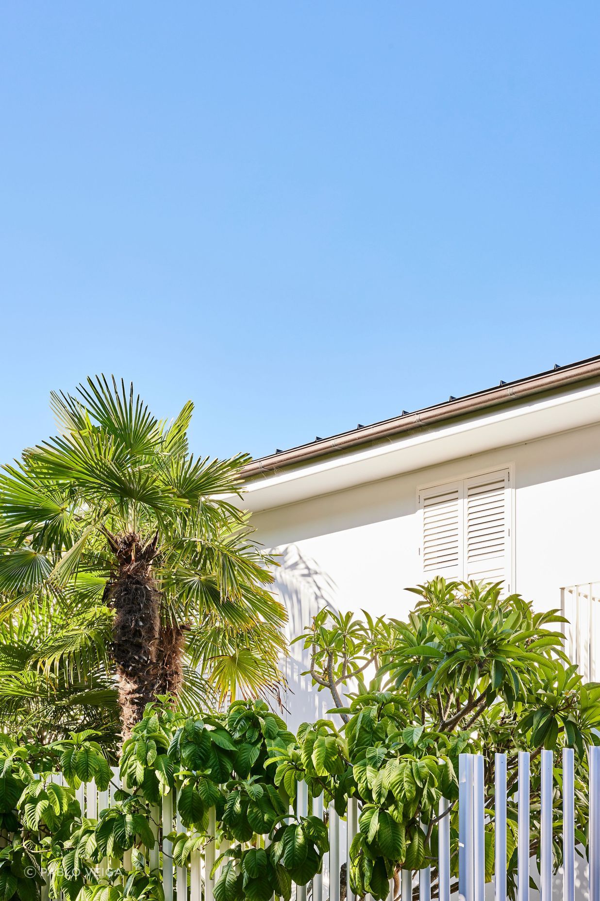 Towering palm trees add a touch of Hollywood charm create an oasis-like atmosphere in this Sydney garden.