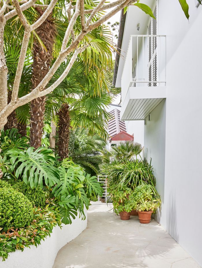 At the entrance, a wall of trailing Beaumont grandiflora creates instant privacy from the street while two Chamaerops humilis (European Fan Palm) and a single Plumeria (Frangipani) set the tone for a tropical-like paradise.