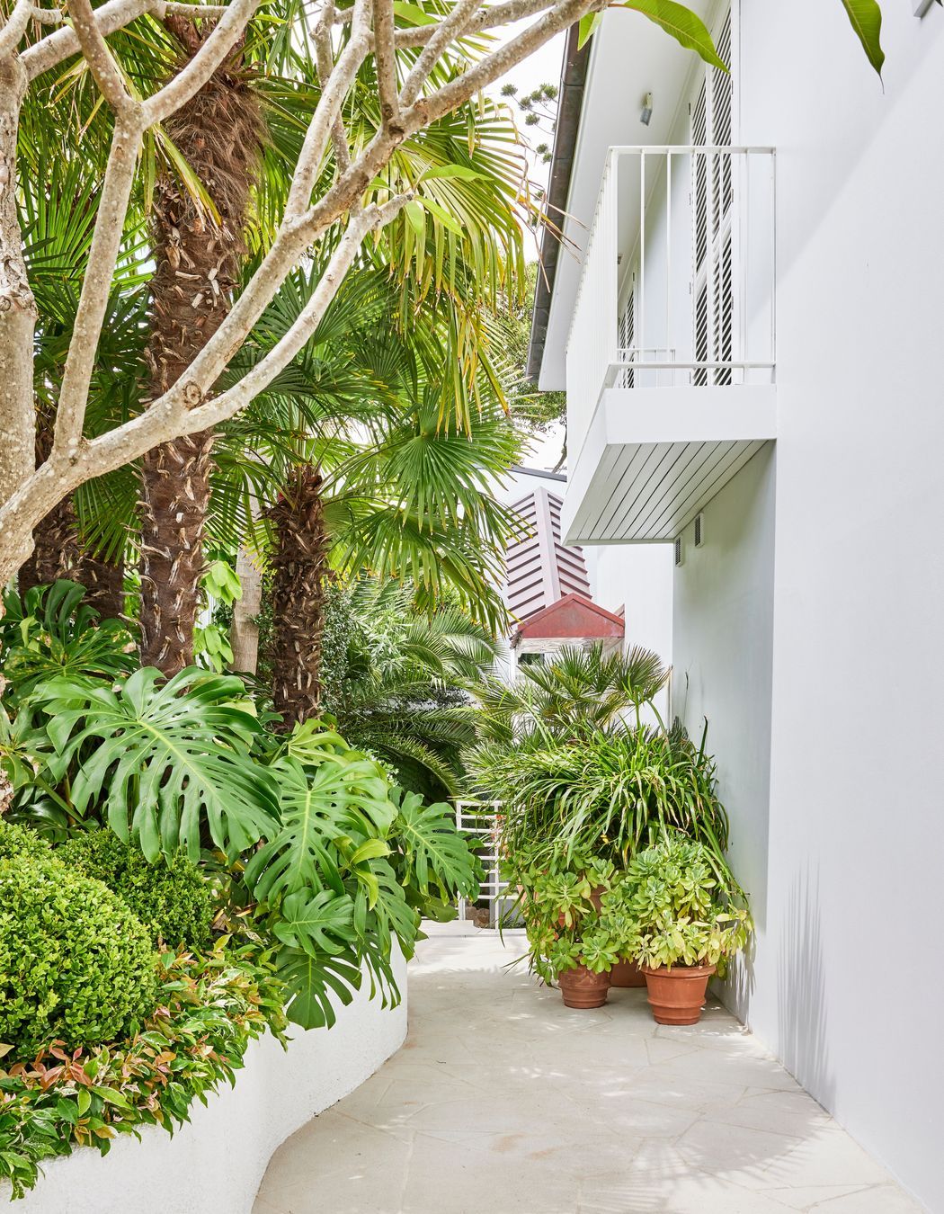 At the entrance, a wall of trailing Beaumont grandiflora creates instant privacy from the street while two Chamaerops humilis (European Fan Palm) and a single Plumeria (Frangipani) set the tone for a tropical-like paradise.