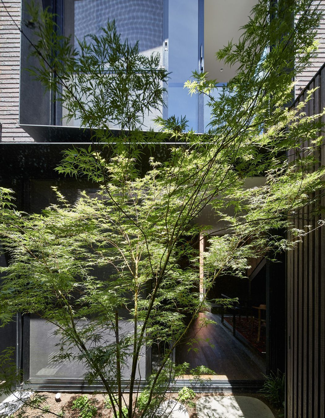 A leafy sanctuary unfolds before the new addition in the form of a light-filled courtyard.