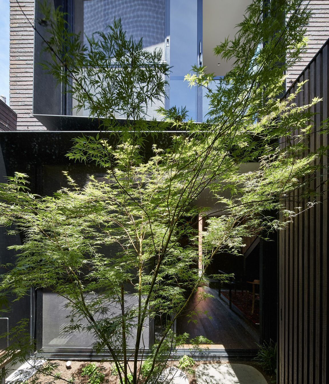 A leafy sanctuary unfolds before the new addition in the form of a light-filled courtyard.