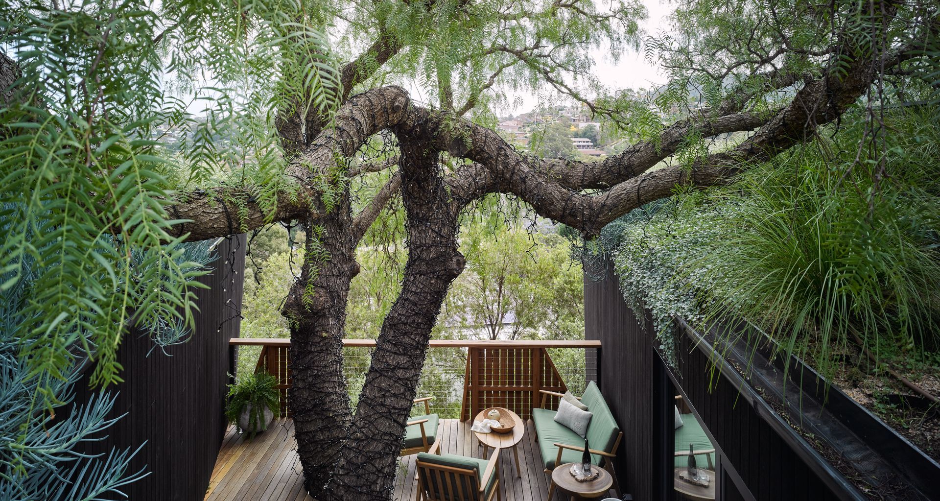 Pepper Tree Passive House, nestled on a steep site in the Illawarra region, was built to envelop the home's 60-year-old pepper tree.