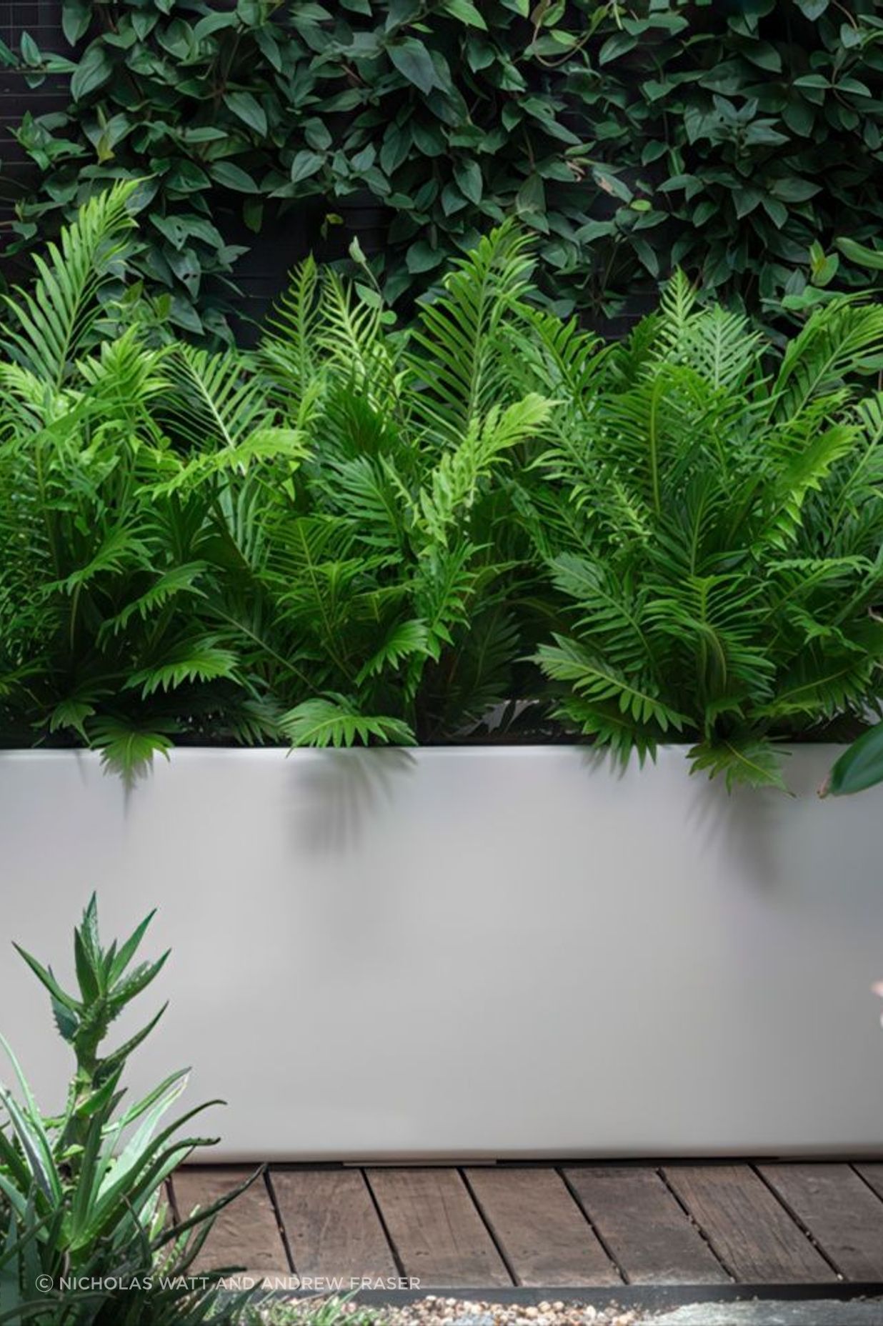21e8f1a4a292-blechnum-silver-lady-planter-1-2e7f99935x536cropcenter-gigapixel-low-resolution-v2-18x.jpeg