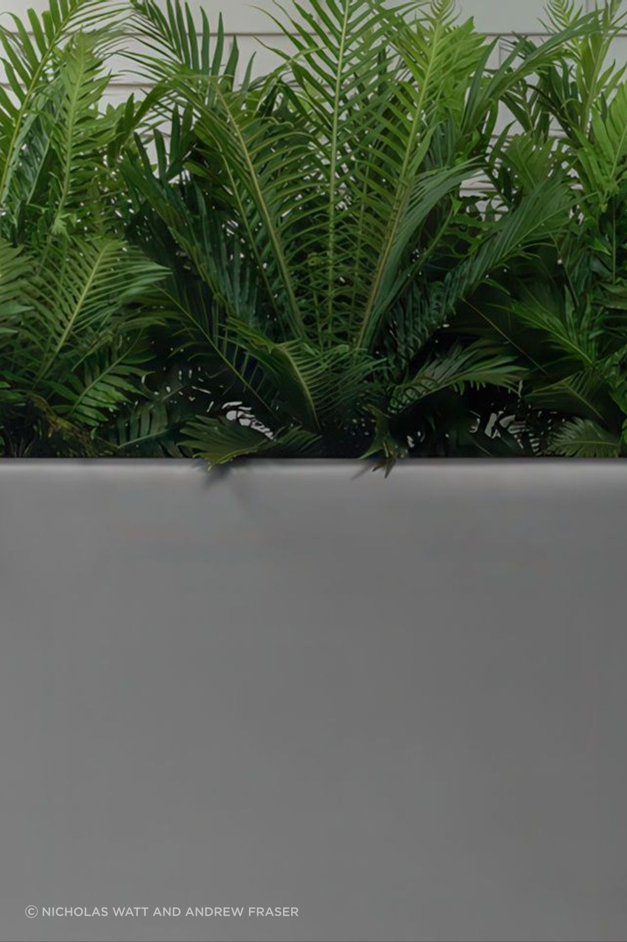 21e8f1a4a292-blechnum-silver-lady-planter-2-f9d9c5935x536cropcenter-gigapixel-low-resolution-v2-18x.jpeg