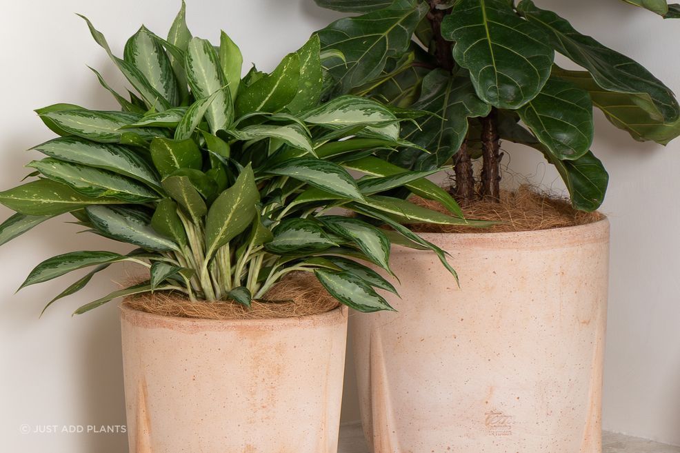 AMA3036-Amalfi-Terracotta-Galestro-pots-with-feet.jpg