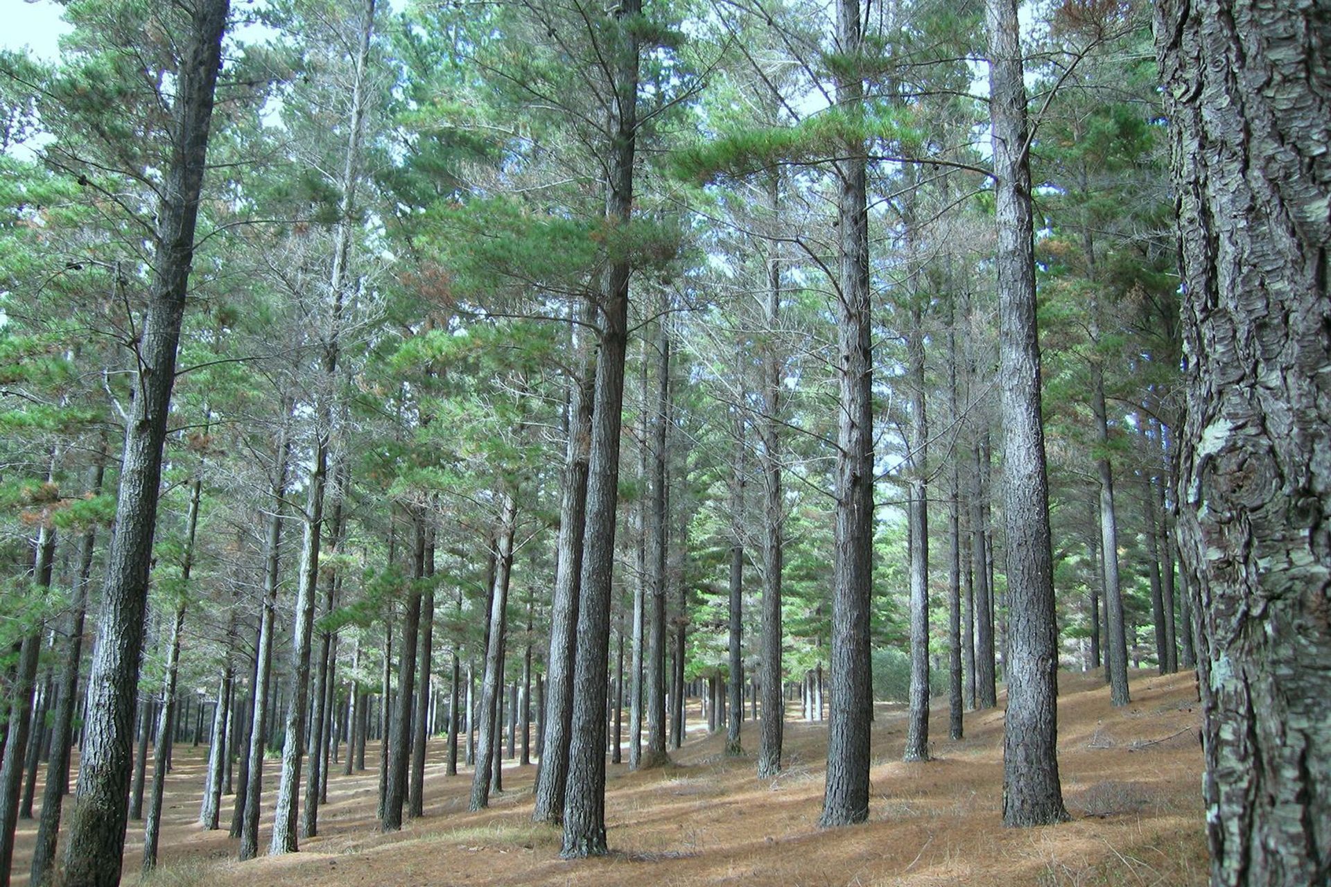 Juken's J-Frame products are made from sustainably grown radiata pine.