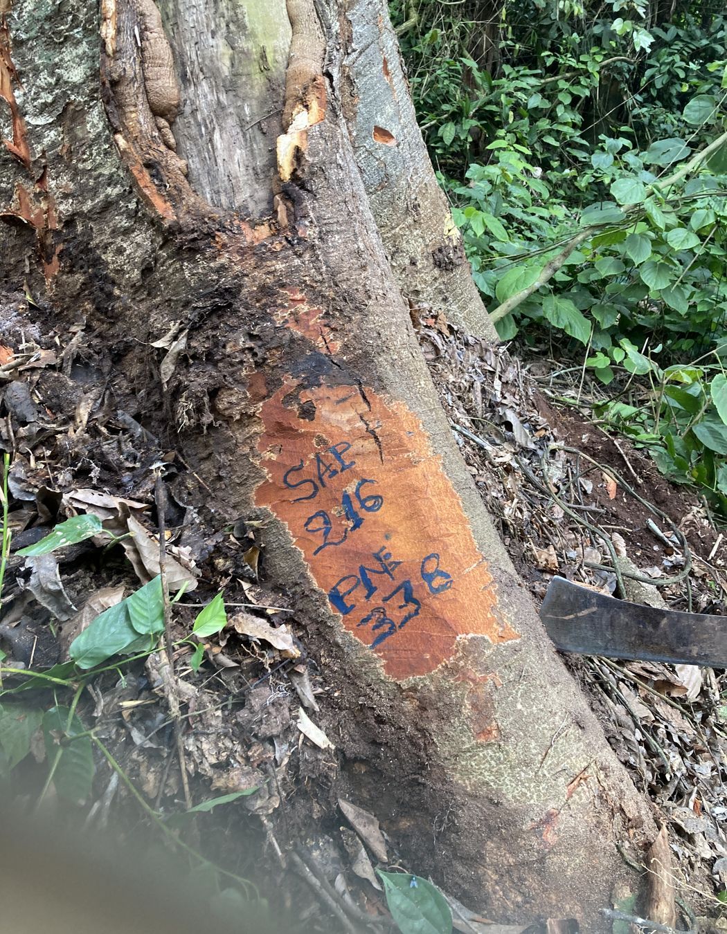 Here we see the tree in Block 338 marked with a "Chain of Custody" tag, ensuring that the timber logging is done in line with sustainable practices. The number “216” is reflected both on the map and on this tree, indicating precise traceability. This tag guarantees compliance with forest management regulations, supporting transparency and sustainability throughout the supply chain.
