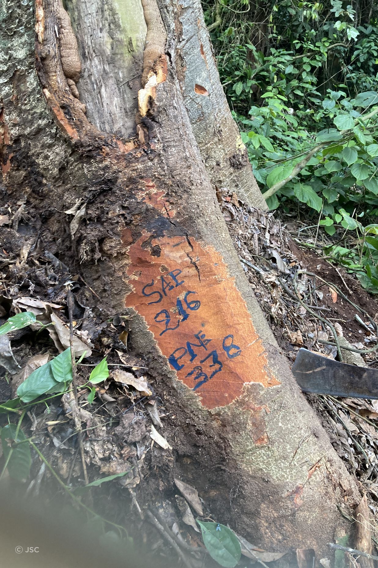 Here we see the tree in Block 338 marked with a "Chain of Custody" tag, ensuring that the timber logging is done in line with sustainable practices. The number “216” is reflected both on the map and on this tree, indicating precise traceability. This tag guarantees compliance with forest management regulations, supporting transparency and sustainability throughout the supply chain.