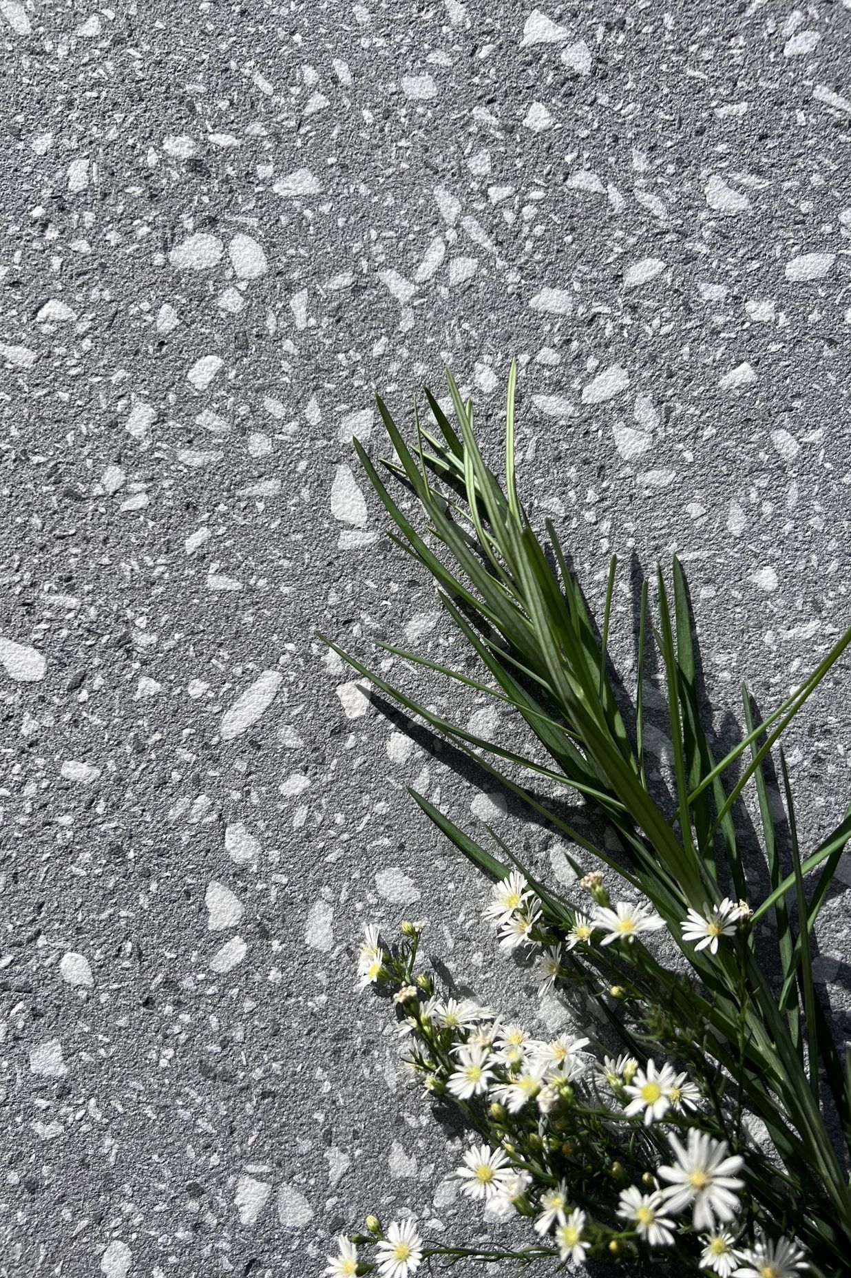 Di Lusso terrazzo | Image courtesy of Prolific Stone International