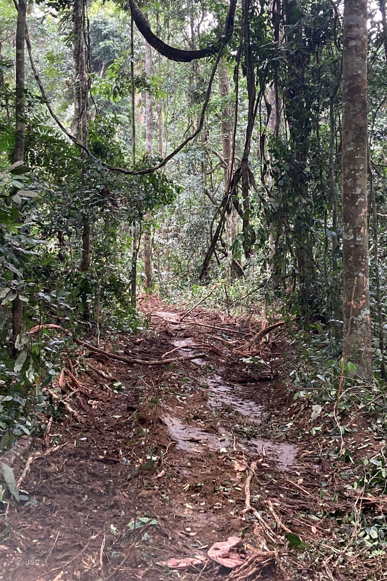 These forests adopt RFM (Responsible Forest Management) practices, establishing logging rotations to take about 4 or 5 stems per 35 years, and engage in minimum impact logging techniques to ensure a secure regenerating forest.