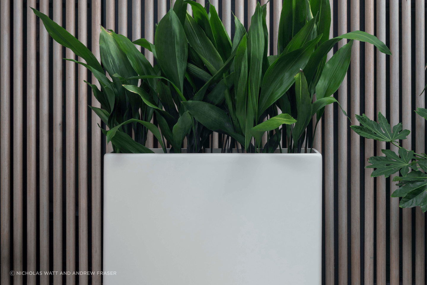 ff5ee3e9c1b9-aspidistra-elatior-planter-b8a9c6.png