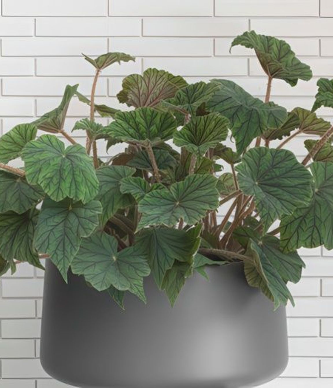 ff5ee3e9c1b9-begonia-metallica-small-pots-1-b2de36350x350cropcenter-gigapixel-low-resolution-v2-15x.jpeg
