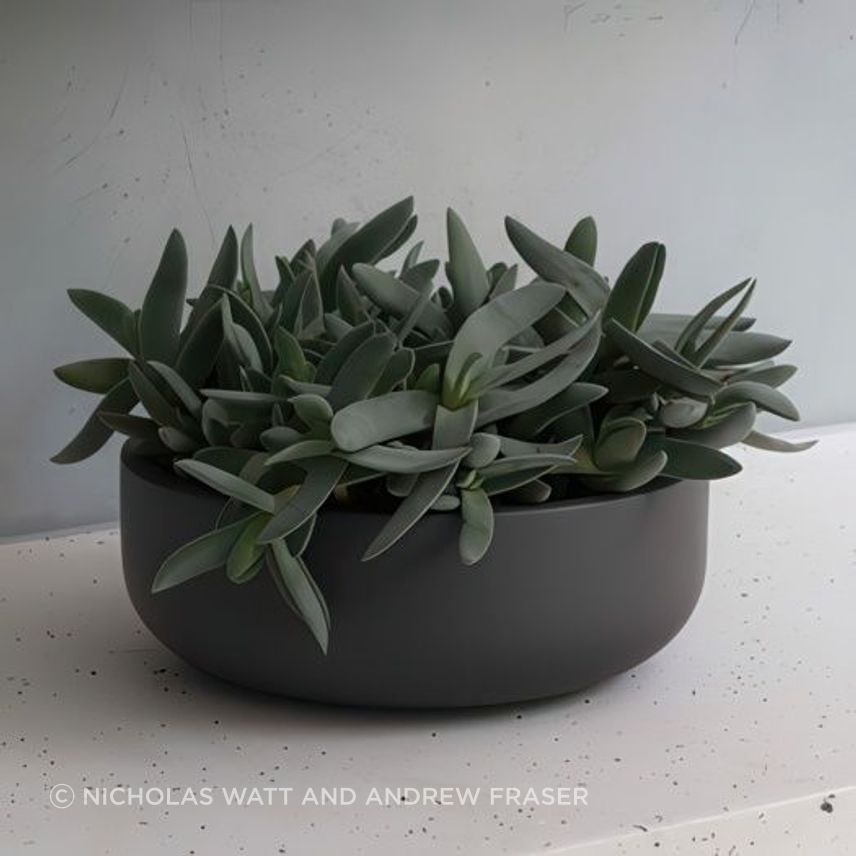 ff5ee3e9c1b9-crassula-falcata-small-pots-44c3da350x350cropcenter-gigapixel-low-resolution-v2-15x.jpeg