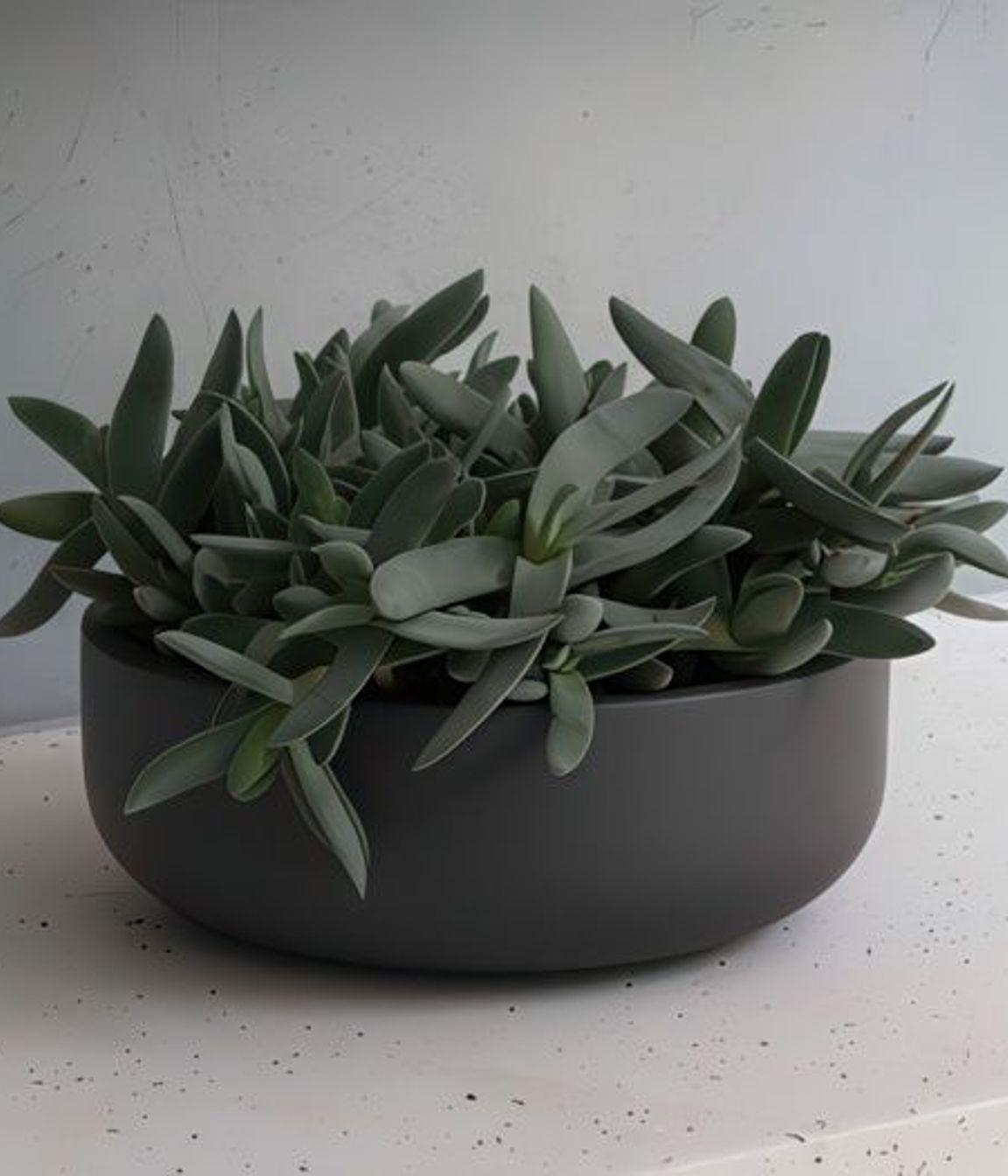ff5ee3e9c1b9-crassula-falcata-small-pots-44c3da350x350cropcenter-gigapixel-low-resolution-v2-15x.jpeg