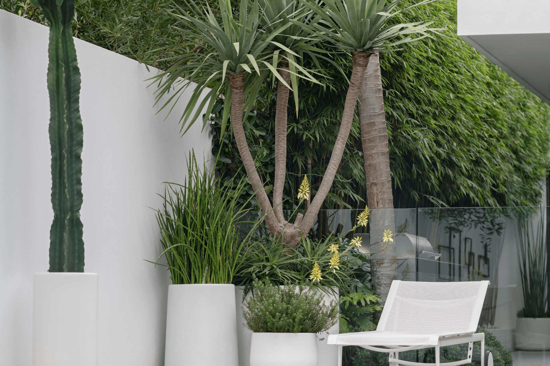 ff5ee3e9c1b9-dracaena-draco-large-pots-1ee554.png