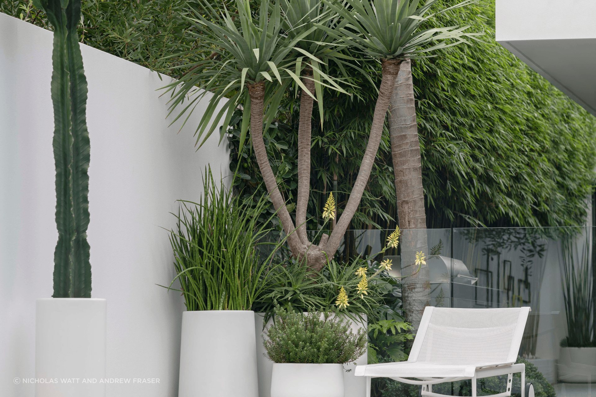 ff5ee3e9c1b9-dracaena-draco-large-pots-1ee554.png