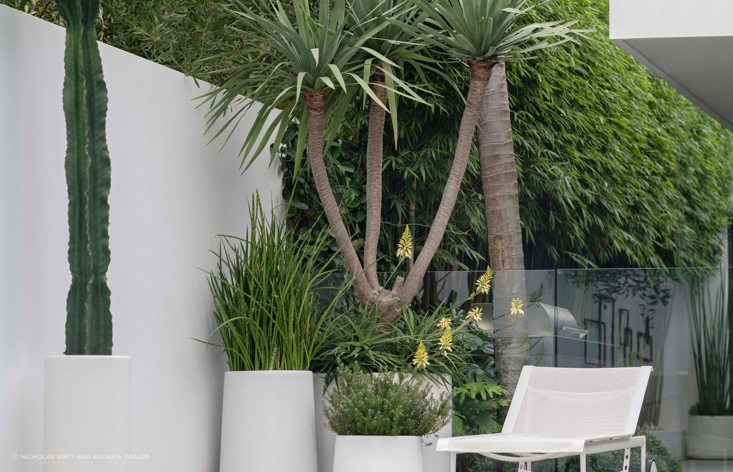 ff5ee3e9c1b9-dracaena-draco-large-pots-1ee554.png