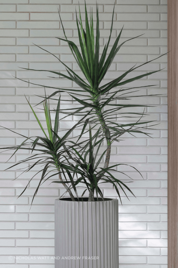 ff5ee3e9c1b9-dracaena-marginata-large-pots-edac82-v2.png