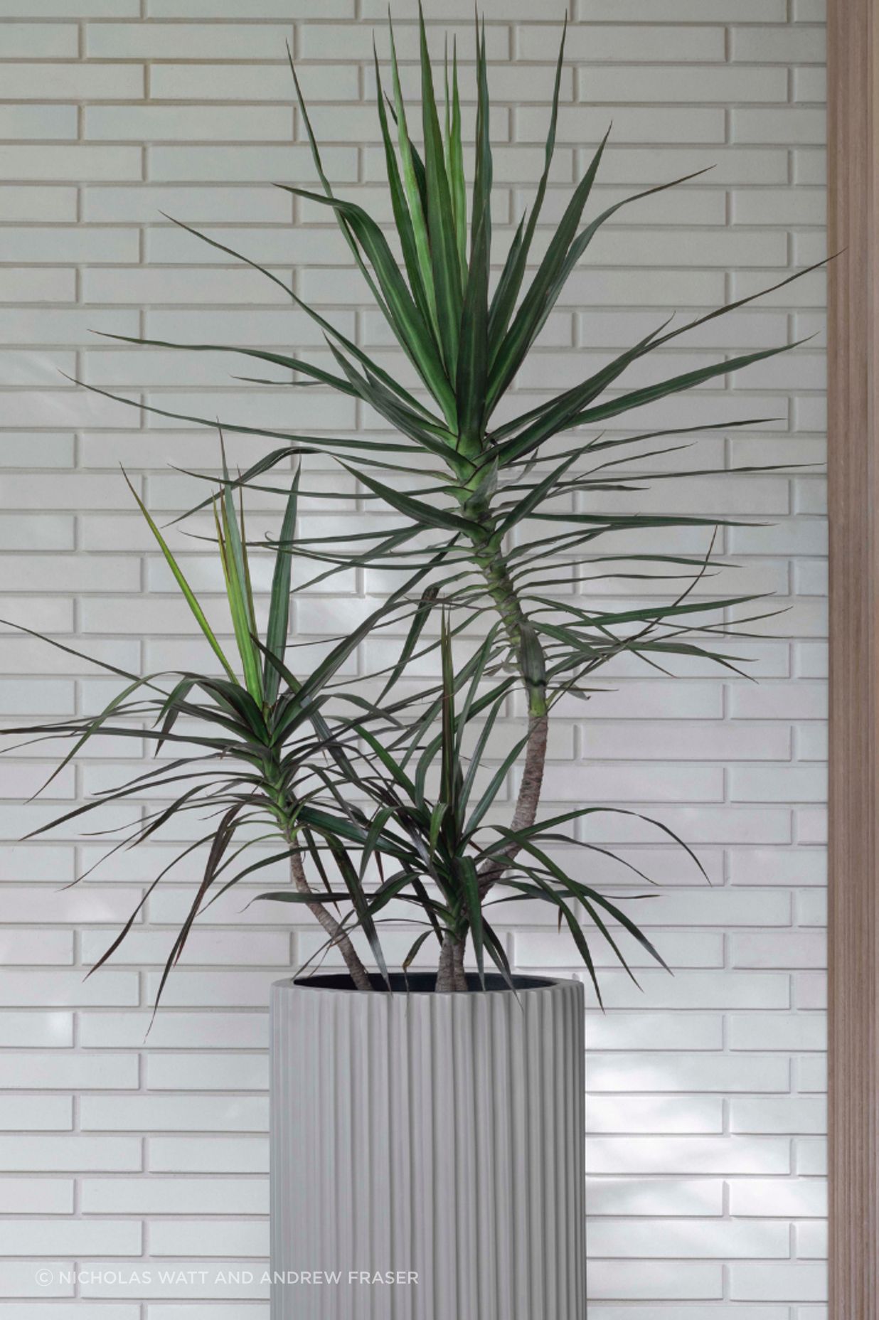 ff5ee3e9c1b9-dracaena-marginata-large-pots-edac82-v2.png