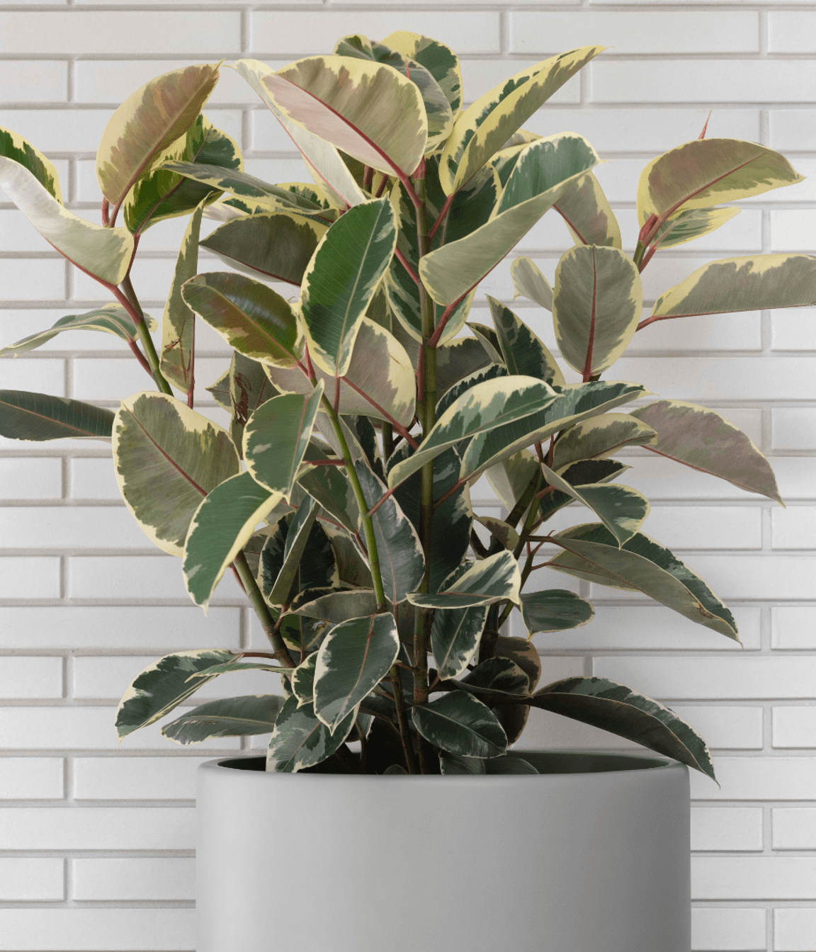 ff5ee3e9c1b9-ficus-elastica-large-pots-6d46a0.png