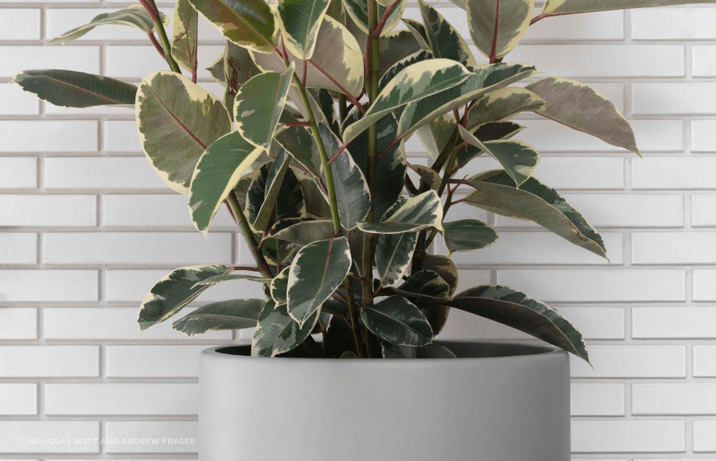 ff5ee3e9c1b9-ficus-elastica-large-pots-6d46a0.png