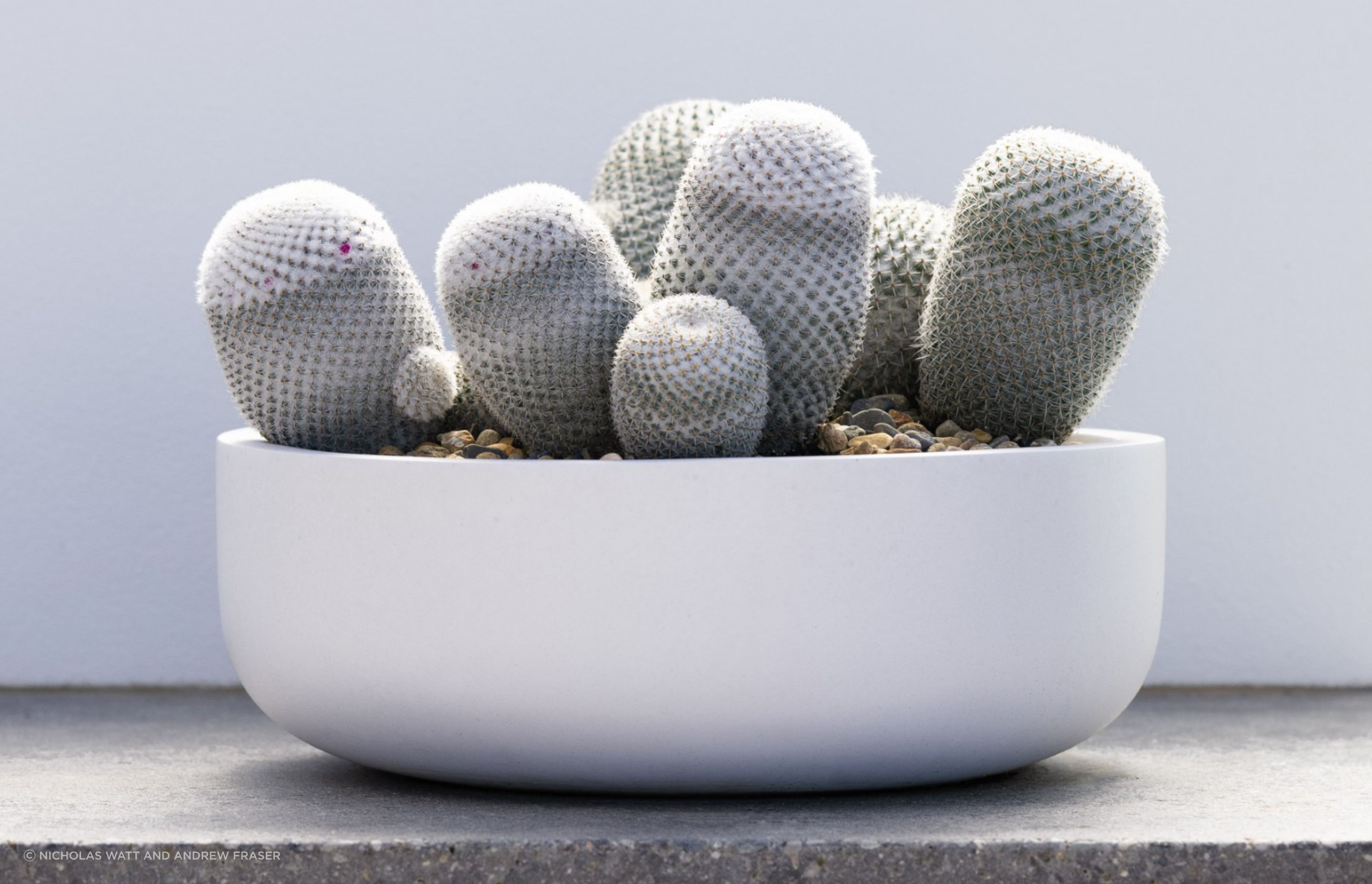 ff5ee3e9c1b9-mammillaria-small-pots-1-6fe2c5.png