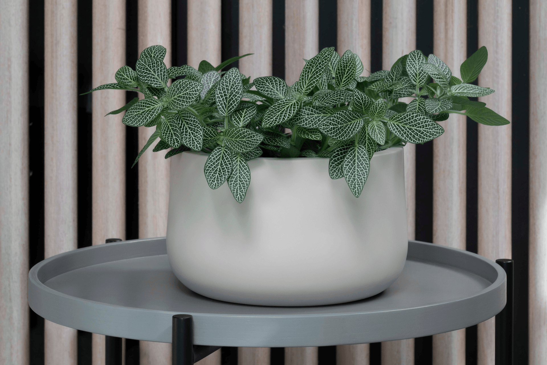 ff5ee3e9c1b9-nerve-plant-small-pot-1-d2d559.png