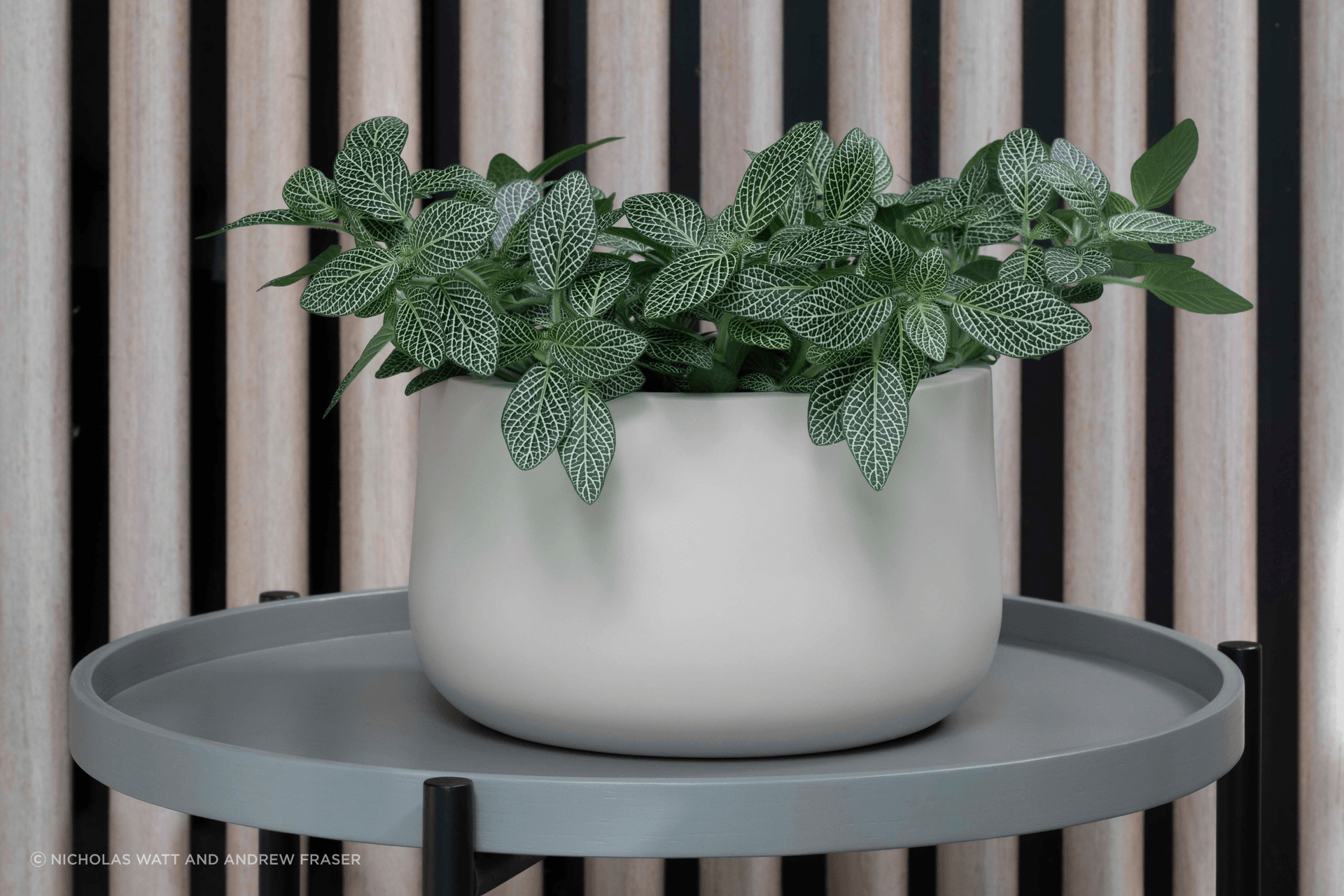 ff5ee3e9c1b9-nerve-plant-small-pot-1-d2d559.png