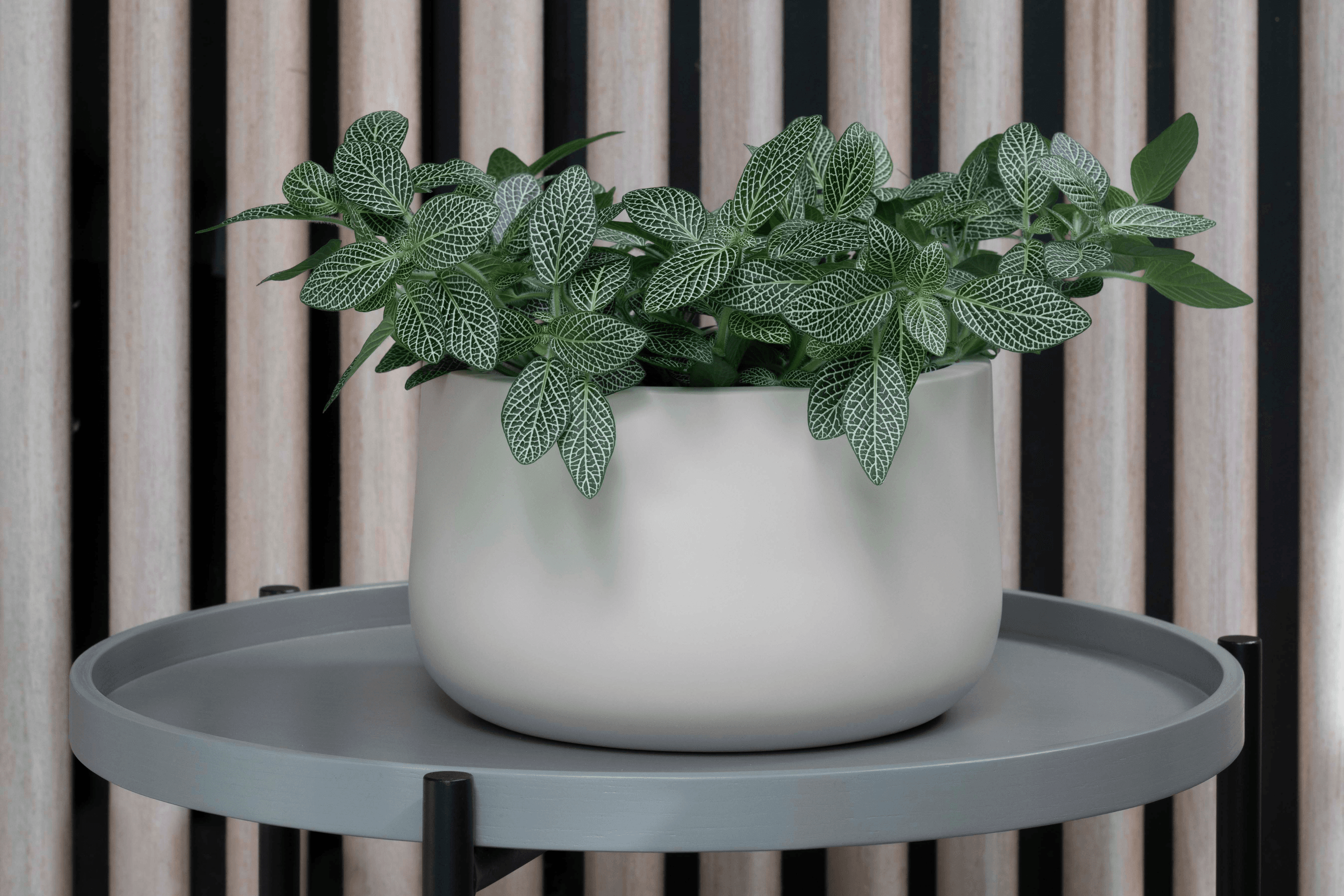 ff5ee3e9c1b9-nerve-plant-small-pot-1-d2d559.png