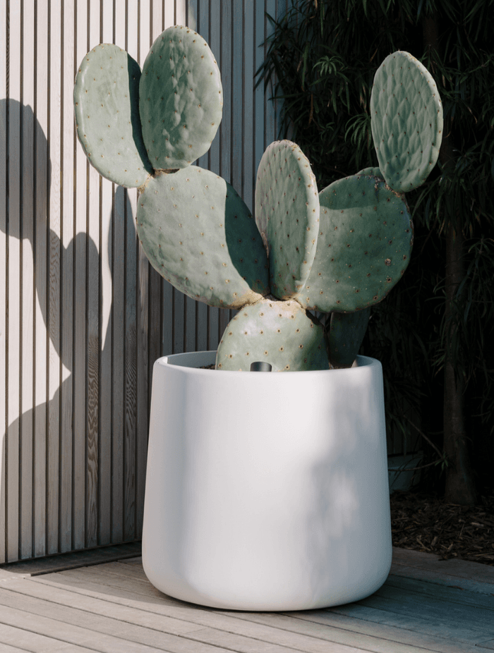 ff5ee3e9c1b9-opuntia-burbank-2a93b7.png
