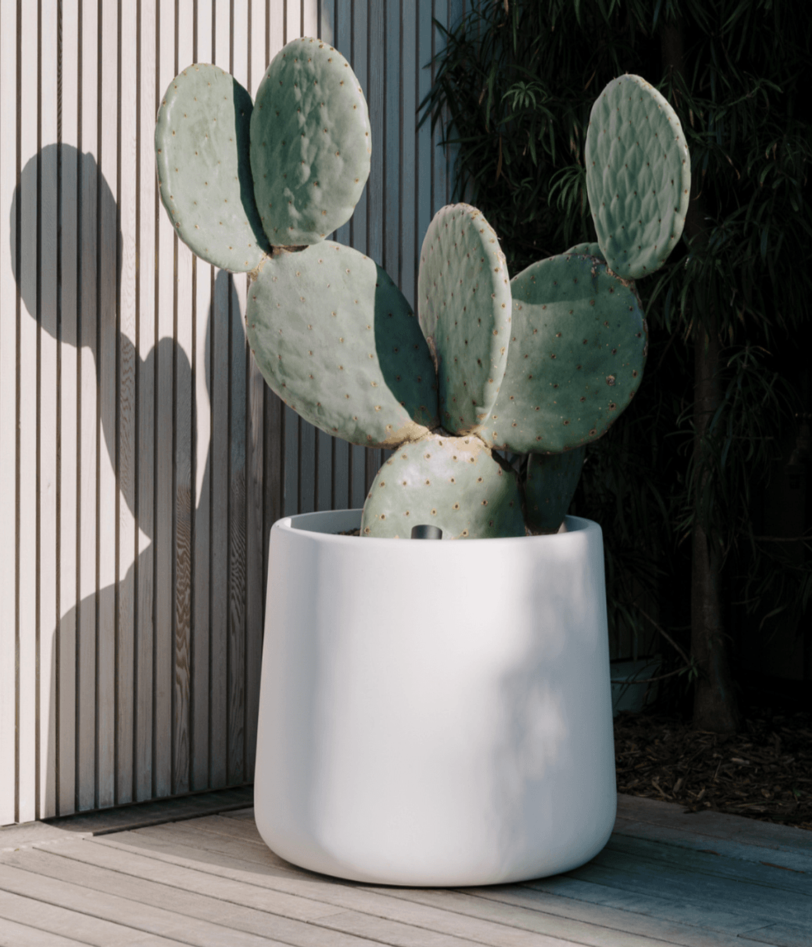ff5ee3e9c1b9-opuntia-burbank-2a93b7.png