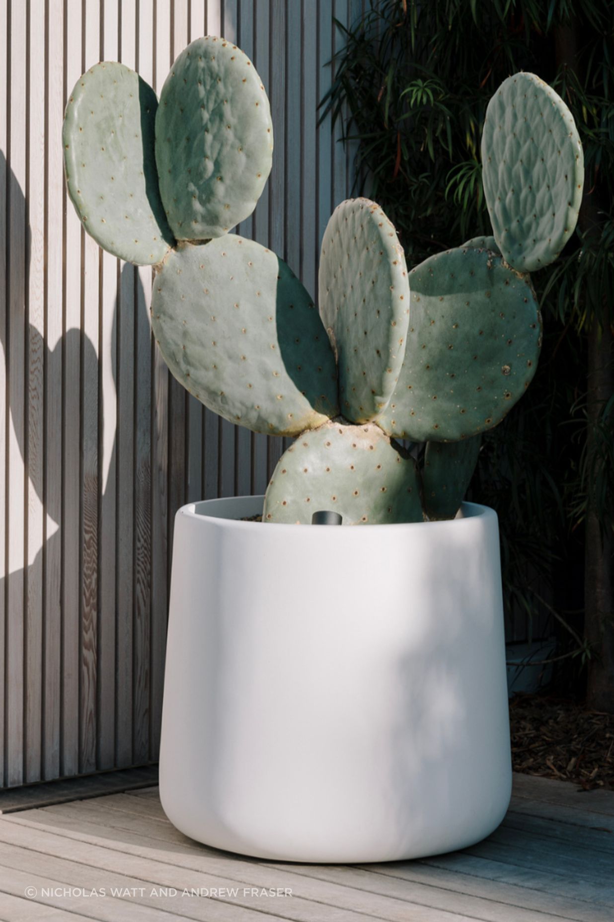 ff5ee3e9c1b9-opuntia-burbank-2a93b7.png
