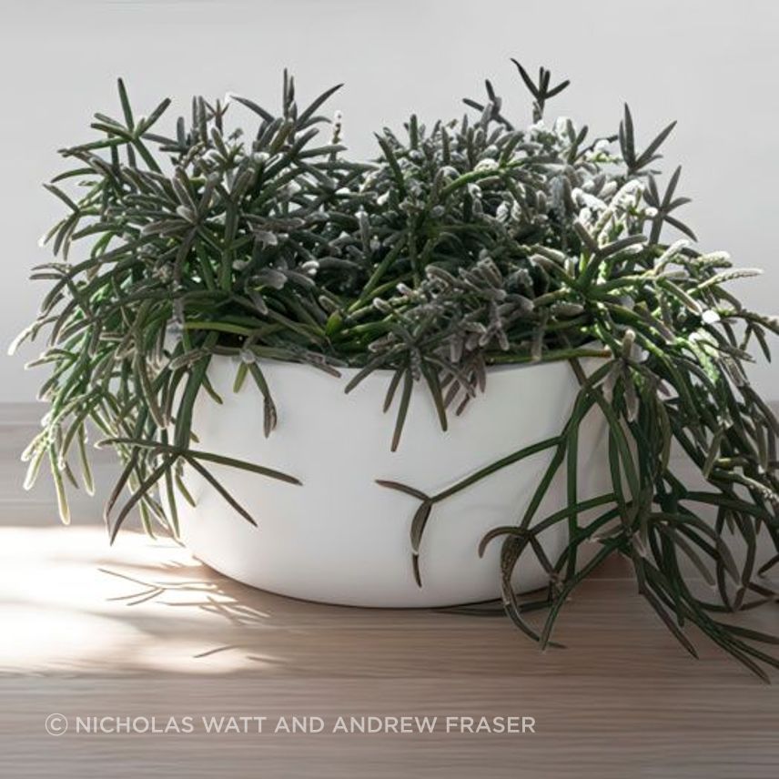 ff5ee3e9c1b9-rhipsalis-pilocarpa-small-pot-1-64bb48350x350cropcenter-gigapixel-low-resolution-v2-15x.jpeg