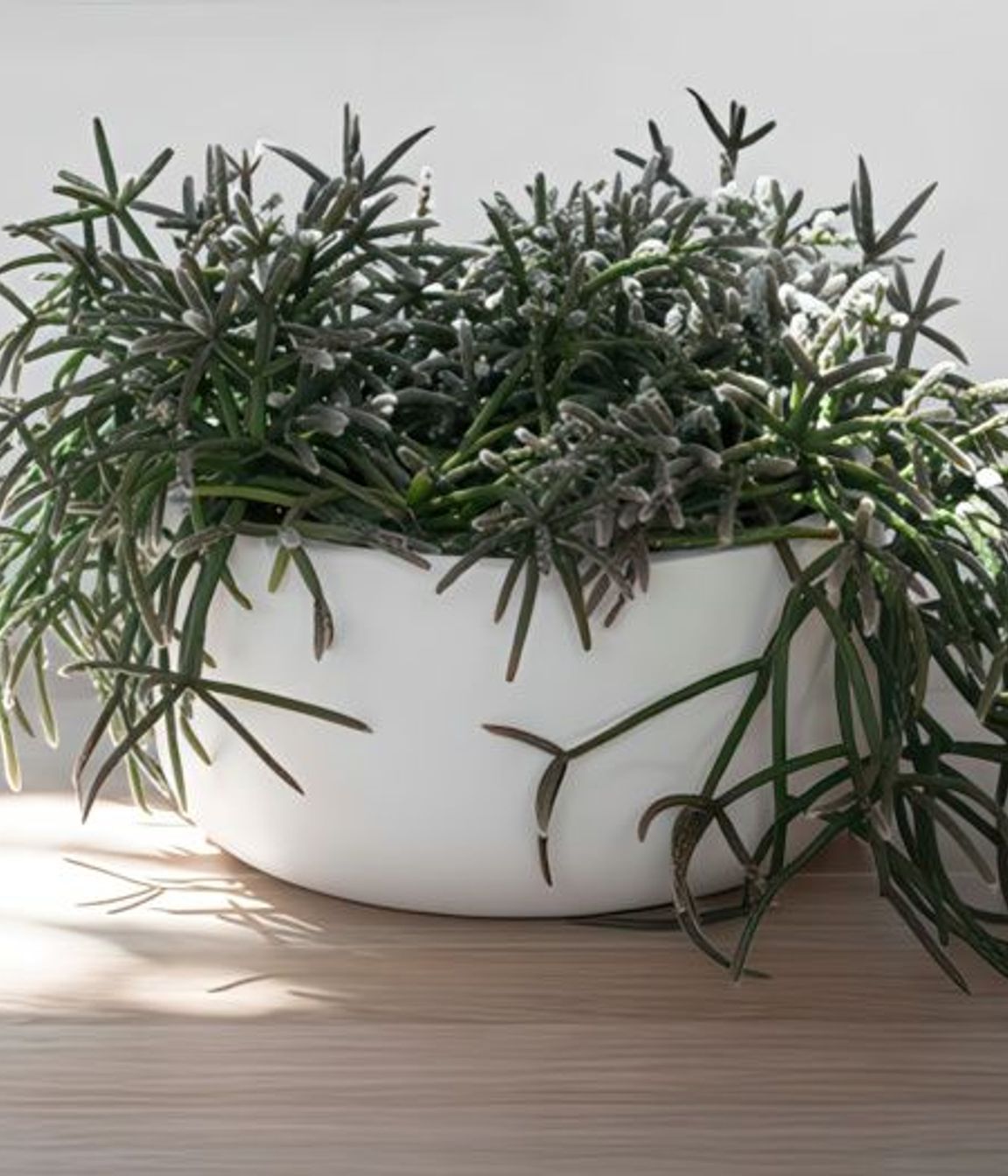 ff5ee3e9c1b9-rhipsalis-pilocarpa-small-pot-1-64bb48350x350cropcenter-gigapixel-low-resolution-v2-15x.jpeg