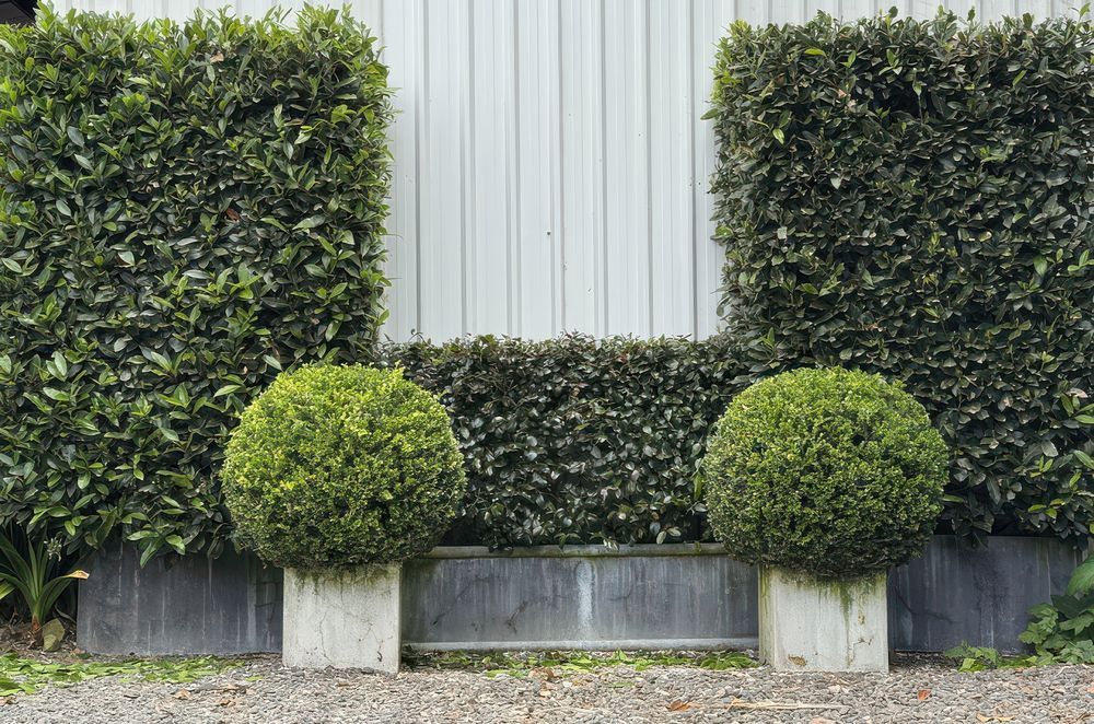 Instant Hedge Varieties for Container Gardening