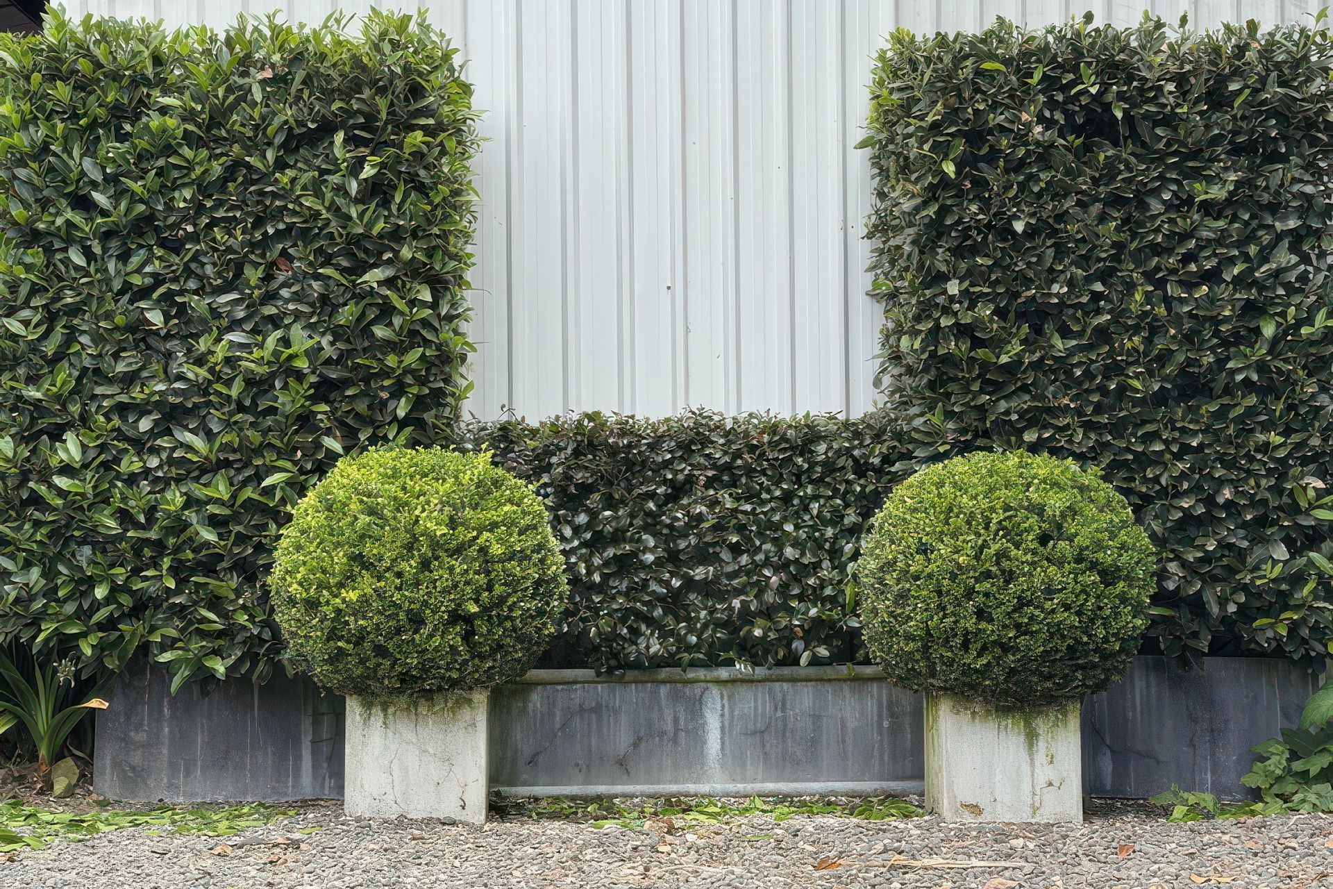 Instant Hedge Varieties for Container Gardening