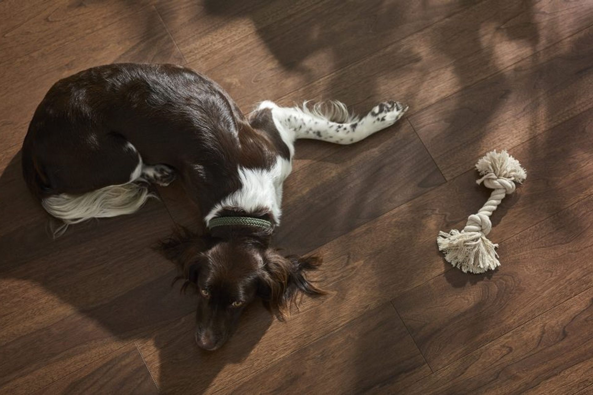 Wood flooring in pet friendly homes