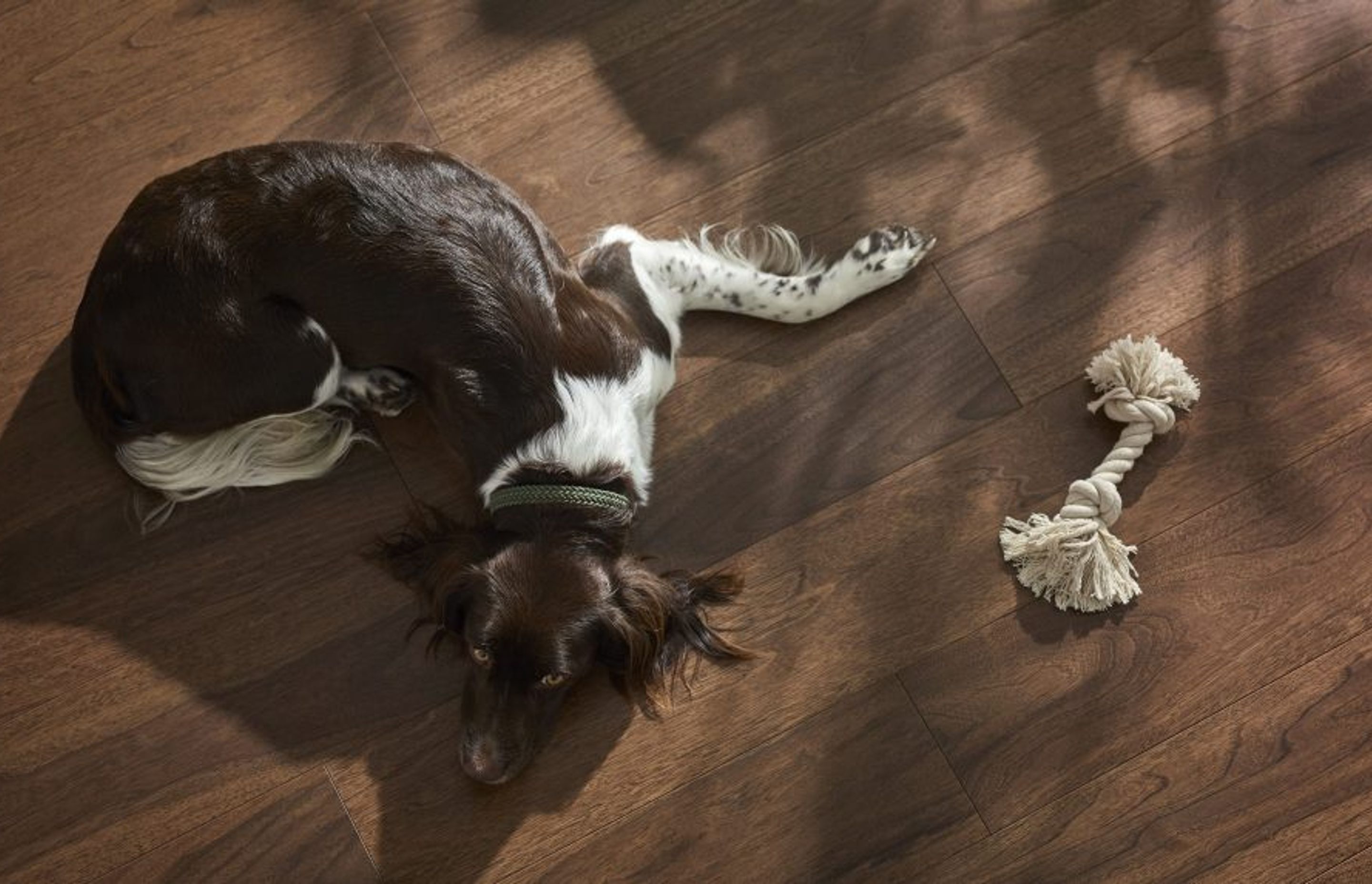Wood flooring in pet friendly homes