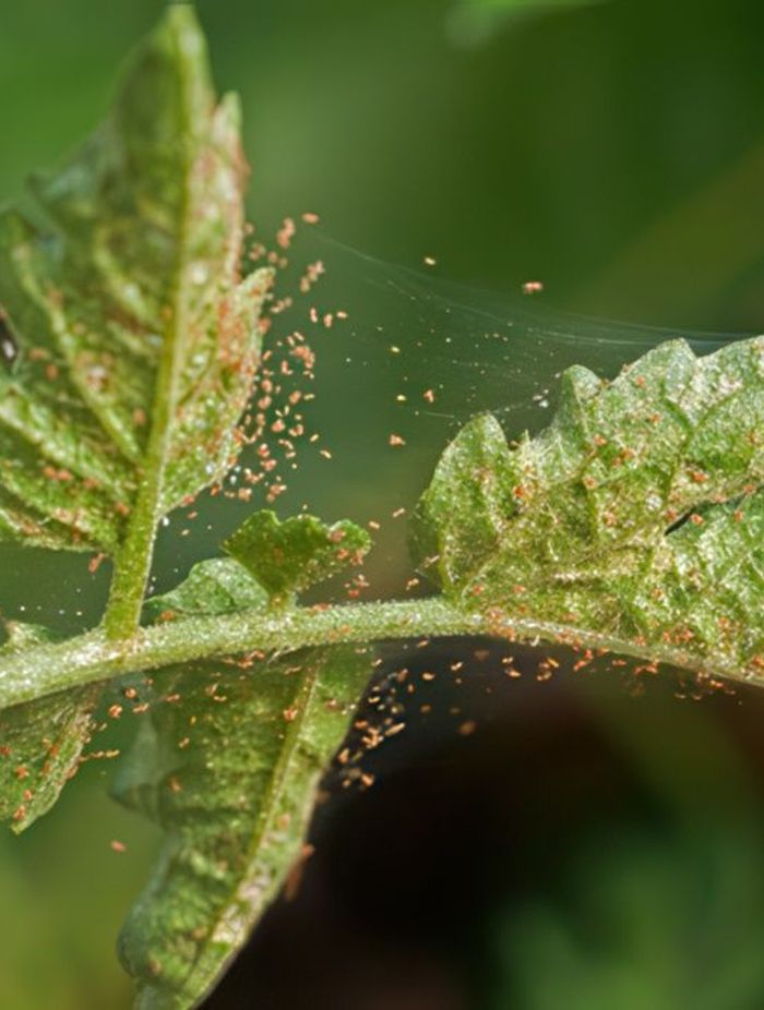 67548b1ab834-Spider-mites-d8871d350x350cropcenter-gigapixel-low-resolution-v2-2x.jpeg