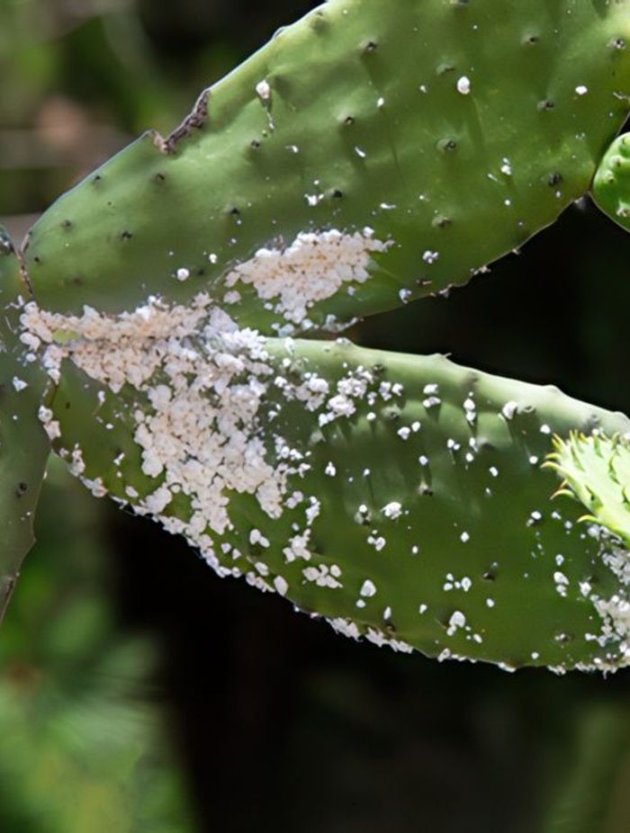 67548b1ab834-mealybugs-310b55350x350cropcenter-gigapixel-low-resolution-v2-2x.jpeg