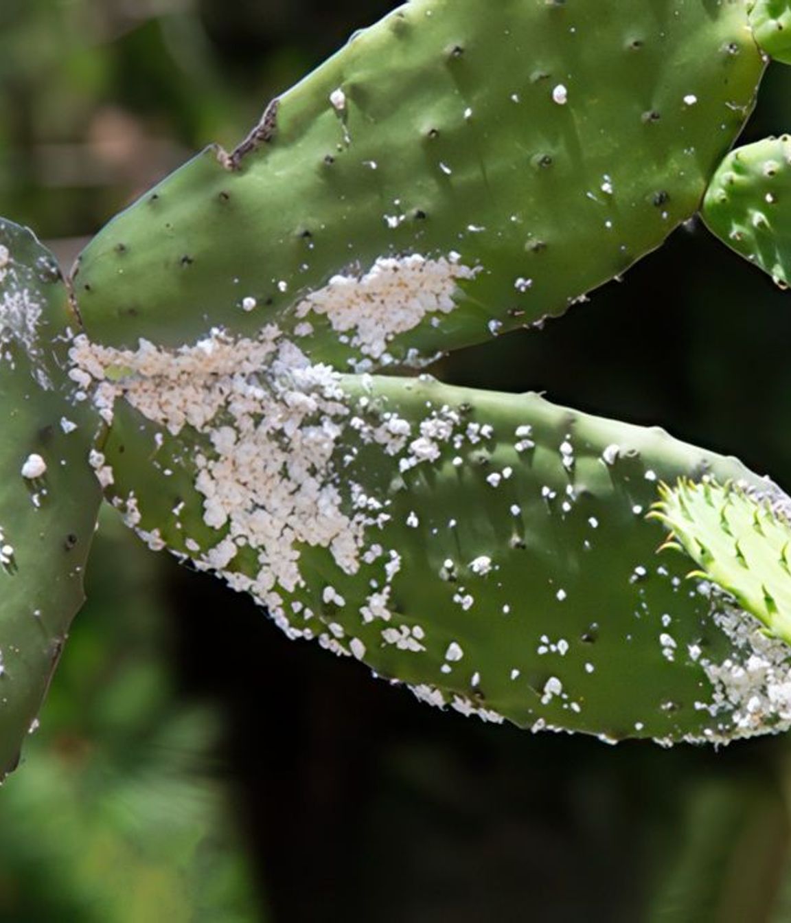 67548b1ab834-mealybugs-310b55350x350cropcenter-gigapixel-low-resolution-v2-2x.jpeg