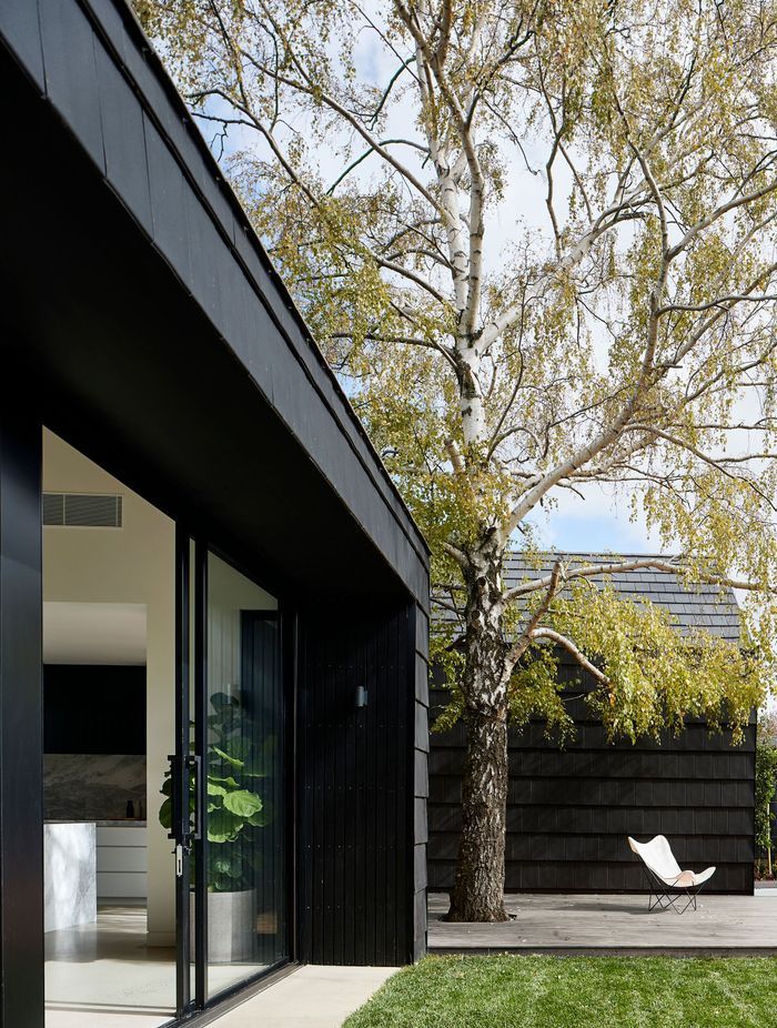 The presence of this silver birch tree played a key role in the final design of the renovation. Photographer: Shannon McGrath.